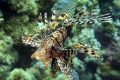 Lion fish from Panorama Reef...

Canon G7 & Ikelite Case