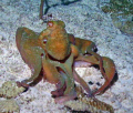 Night dive. This fellow wasnt about to be my friend.