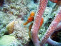 This is a orange camera shy sea horse. This photo was taken in Bonaire but it was not listed