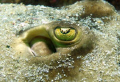 The eye of a peaceful Stingray in the Sea of Cortez, Mexico