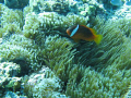 Pink Anemone fish - A special little fish only found in Fiji waters