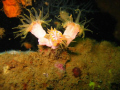 Anemone at USS New York, Subic Bay Philippines