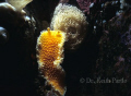 Eight inch Orange peel nudibranch with egg case. Location 