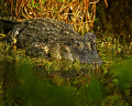 Swimming Pond - Image taken in SW Florida with a Nikon F4s, 300 mm lens.