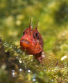 Curiosity blenny, EOS 350D, EF-S 60mm