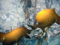 farne islands yesterday,low tide and the sun was shining through the  water on to the kelp and l thought it looked different. depth 2 meters