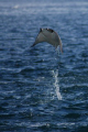 Flying Mobula over the Sea of Cortez - Cabo Pulmo - Baja - Mexico