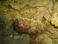 Perfectly Camouflaged; Diver's Sanc House Reef