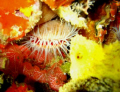 Flaming Scallop using only a flashlight on a night dive to the Ancient Mariner