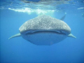 Whale Shark Swim....