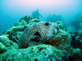 Giant Puffer 