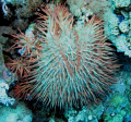 Crown of thorns star fish..... The coral menace of the ocean!!!!