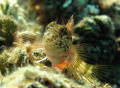 Saddled Blenny. Posing nicely.
Taken while free-diving in Tobago Cays with an Olympus C7070 on super-macro no flash.