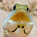Last year I posted a jawfish with eggs that were about to hatch. This is the same jawfish shot a few days earlier just after the eggs were laid. From Little Cayman Island. Nikon D200 with 105mm lens.