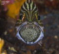 Tiger cardinalfish with eggs in the mouth