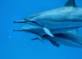 I was snorkeling with my wife, and these three Spinner Dolphins wanted to join us.