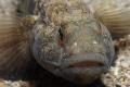 Black goby - Gobius niger, Canon EOS 350D, EF-S 60mm