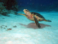 Tripod - nice little Hawksbill Turtle.  Lost one of his legs a while back.  Found him on the shallow side of Grand Turk Wall