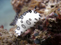 White Nudibranch in Koh Talu, Krabi. Olympus SP350