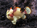 Juvenile clown frogfish, Lembeh