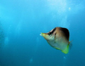 Butterfly Fish Free Swimming, St. Vincent