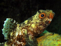 Red-mouthed goby, Fiesa. Olympus SP-350, ISO100, 1/250, f/6.3, colour filter, macro lens, internal strobe