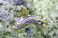 Nudibranch