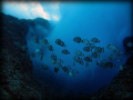 White spotted surgeonfish hanging in the surge zone –Outside the Saipan Grotto @ 20 feet