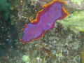 Elegant Flatworm in the bay of Alona Beach