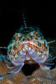 Lizardfish, up close and personal. Nikon D200 in Nexus housing, Inon Z-240 strobes.