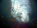 A Friendly Seal at Lundy Island. He found us as it was only 2 mtr visability.