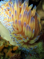 A Gas Flame Nudibranch taken at Scotsmans Reef in Port Elizabeth.  ISO200 f2.6 1/60