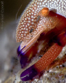 Emperor shrimp (Lembeh)