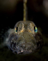 This temperate goby has the most brilliant eyes when lit up by strobes.  From the cold waters of Victoria , Australia