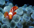 Spine cheek clownfish in a bubble anemone. Nikonos V, 15 mm Sea and Sea lens, SB 105 strobe. 