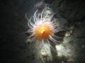 Tunnel Anemone Saguenay