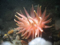 North atlantic red anemone taken in Les escoumins Québec    120 fts deep 34f water, with 10w HID from top. Enjoy