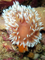 A silver Nudibranch in full charge, Taken at Avalanche reef in Port Elizabeth.  ISO200 f2.6 1/60