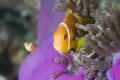 Anemone Fish (Amphiprion Nigripes). Banana Reef  Baros Maldives 