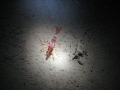 This is a north atlantic red shrimp, taken 120 fts deep in the fjord of Saguenay, theses creatures dont see light very often, that why she look so surprised!!!