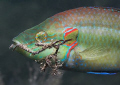 Ocellated wrasse - Symphodus ocellatus, EOS 350D, EF-S 60mm