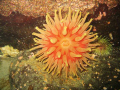 This Atlantic red anemone is wide open to collect nutrients, she is so fragile it is very difficult to opproach her without moving it, that why this picture is unique, enjoy there's more to come from the deep cold!!!!