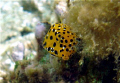 Tiny Boxfish being coy. 