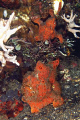 Pair of Frogfish & Snowflake Eel (top left)