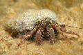 Hermit crab, EOS 350D, EF 28-80mm, Ewa-marine U-AXP