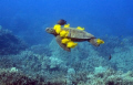 Honu with a living lei! A green seaturtle being grazed by tangs off Kona in 15' of water. Shot with a Canon 30D, 28/1.8 and a filter.