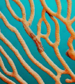 a pygmy gobie on a gorgonian sea fan @ Mactan Island