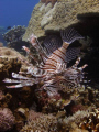 Nice lionfish at Layang Layang Atoll. Olympus SP-350