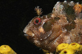 Tompot blenny - Parablennius gattorugine, EOS 350D, EF-S 60mm