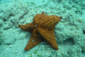 Star fish at John Loyd park. Hollwood Florida.